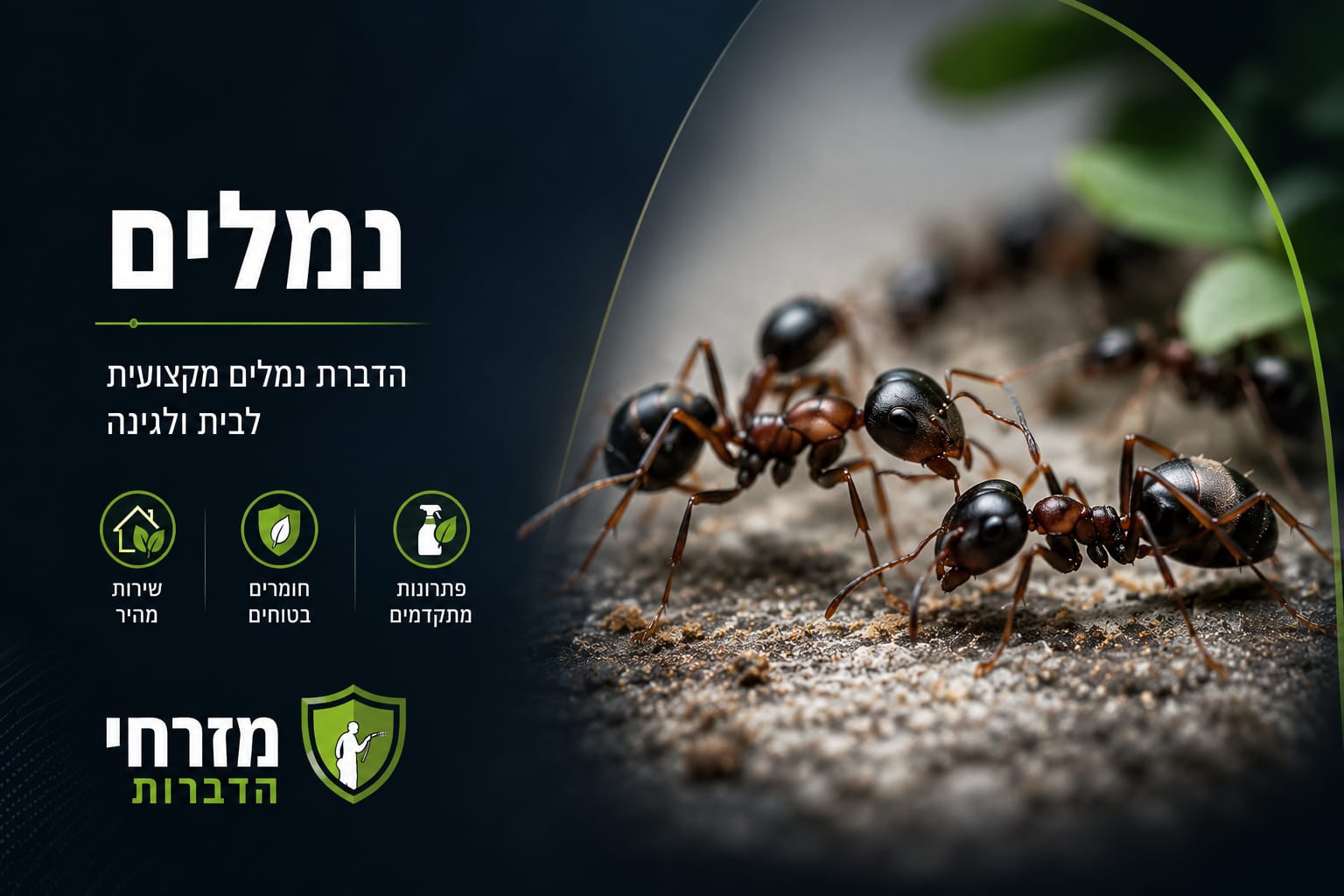 הדברת נמלים בחולון – מזרחי הדברות