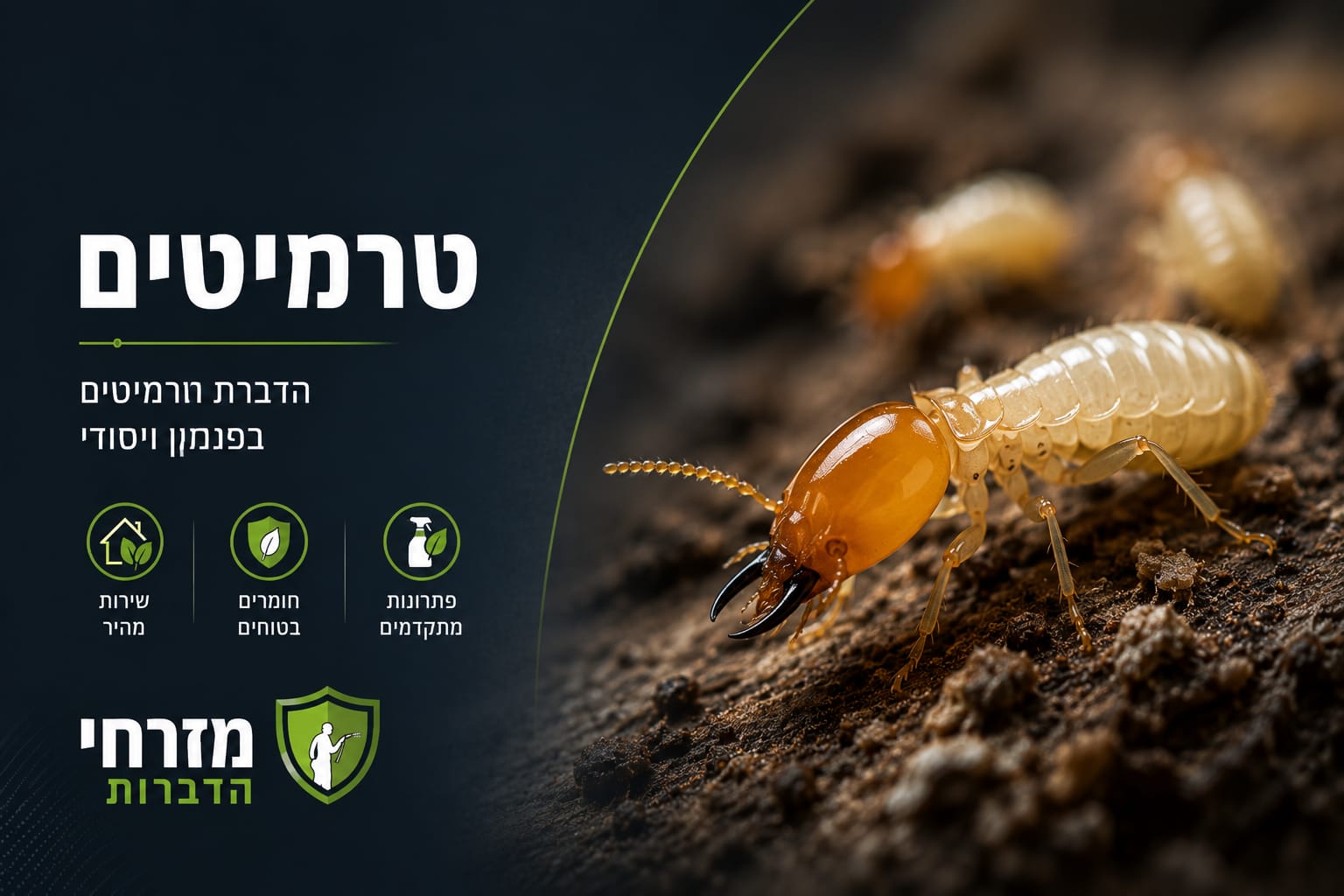 טרמיט סולדייר גורם נזק לעץ - הדברת טרמיטים מזרחי הדברות